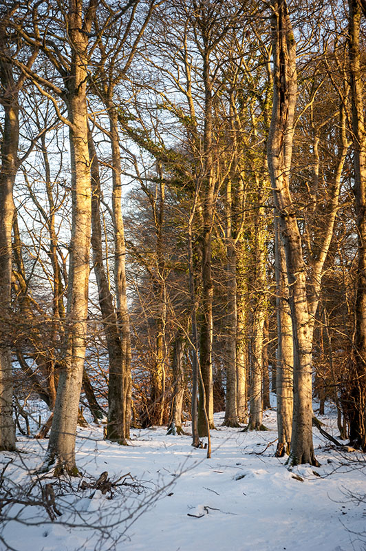 DSC_2458-001.jpg
