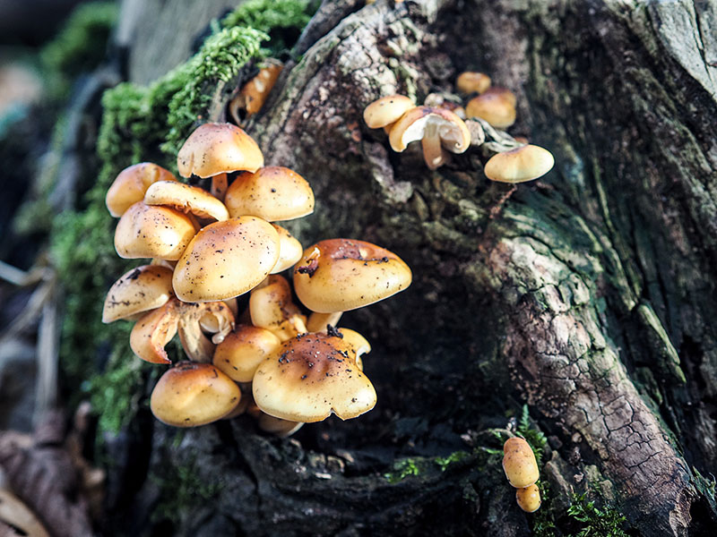 fungi