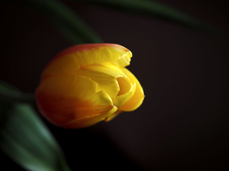 17th March 2025 <br> tulip