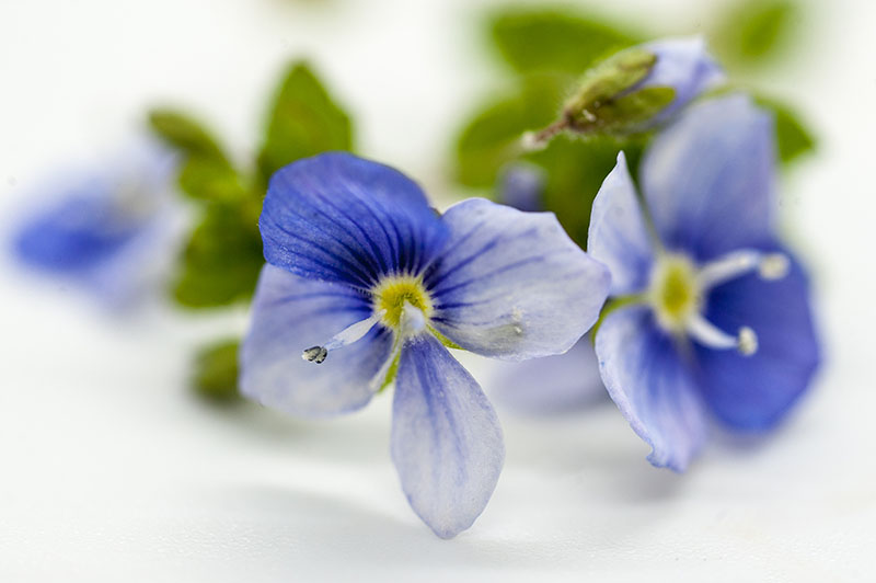 22nd April 2025 <br> forget me not