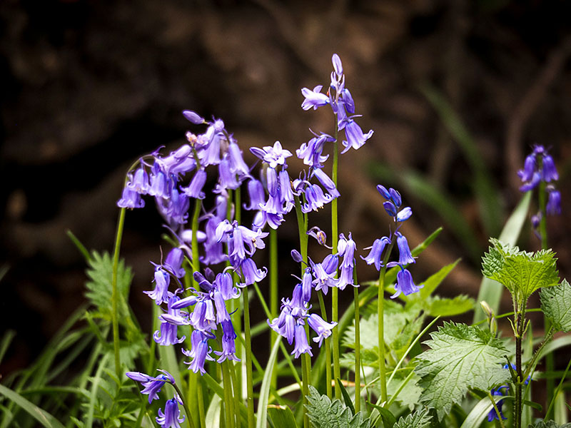Spring
