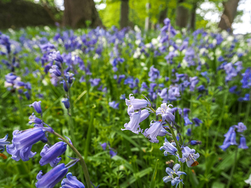 Spring