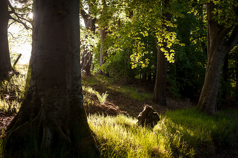 treemendous