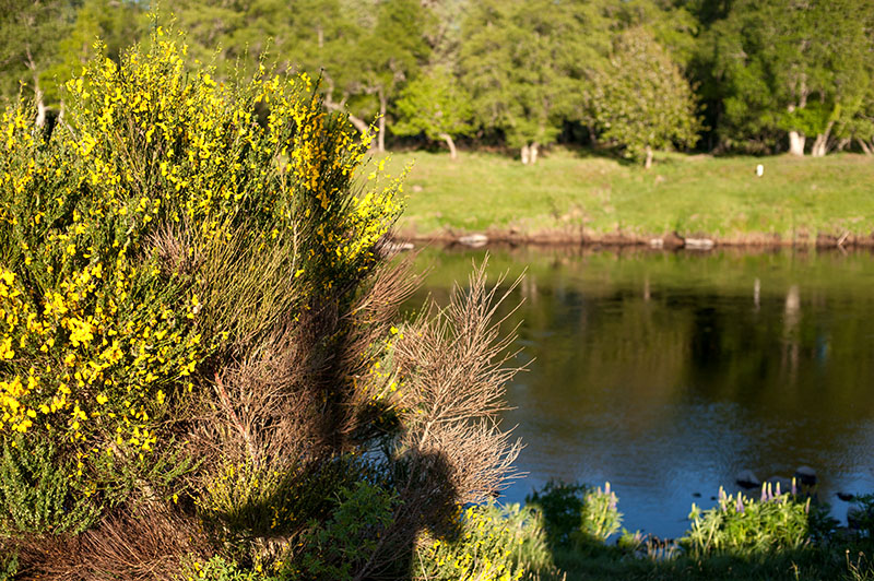 17th May 2025  River Spey