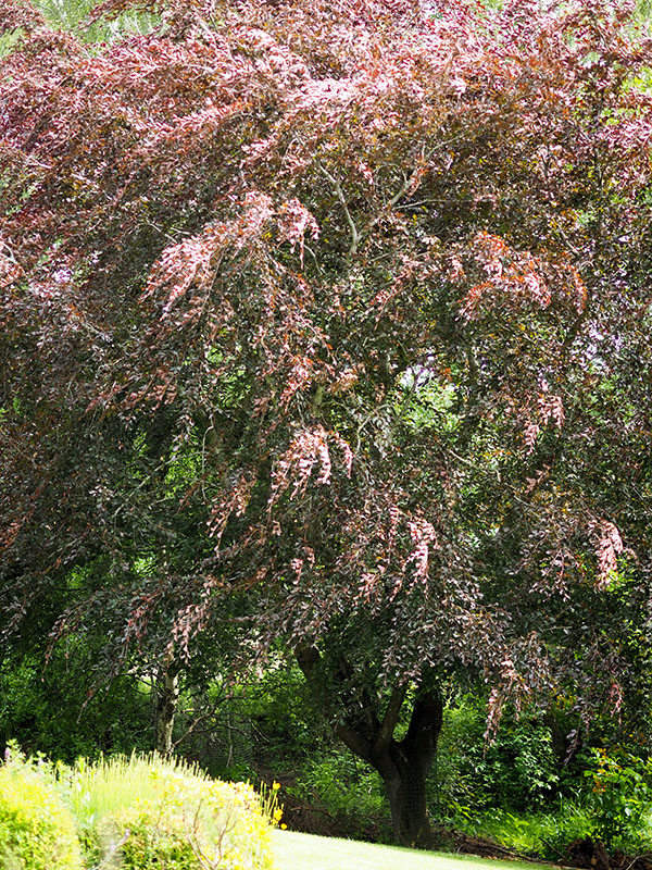 treemendous