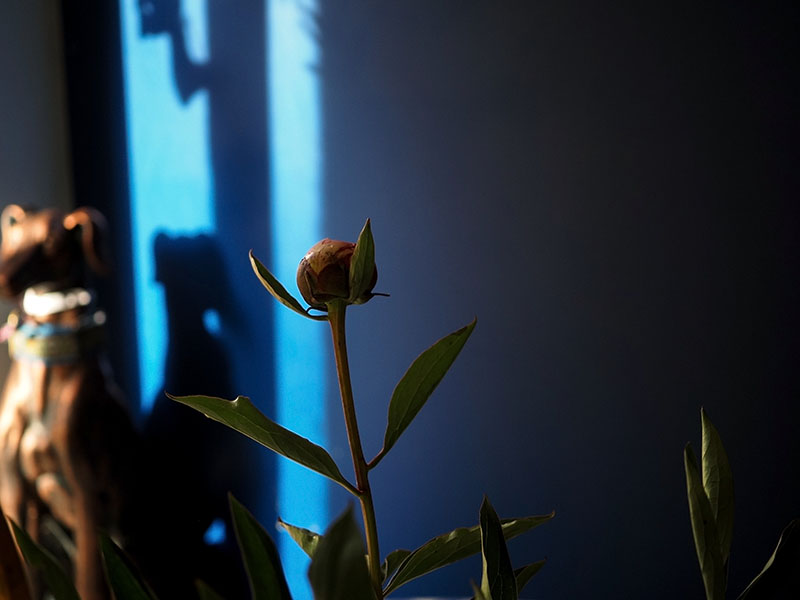 still life