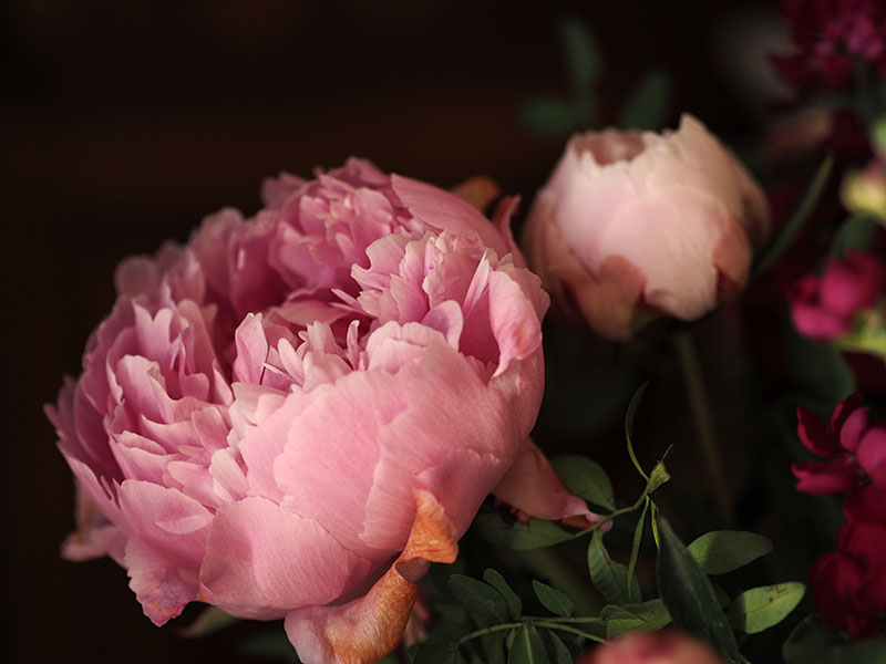 still life