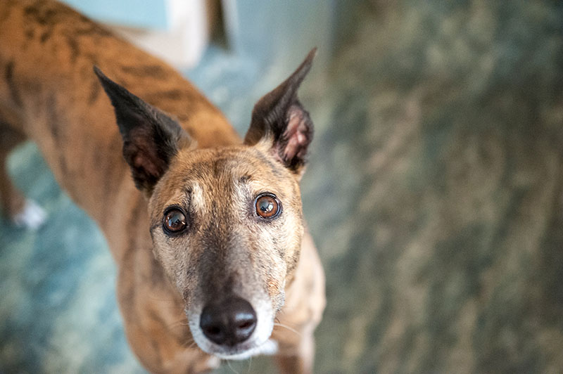 Lola