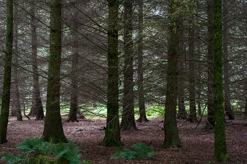 treemendous