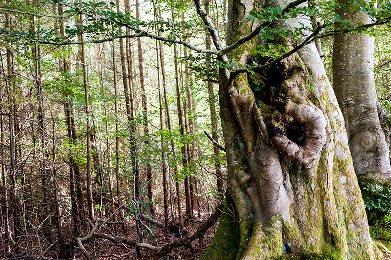 treemendous