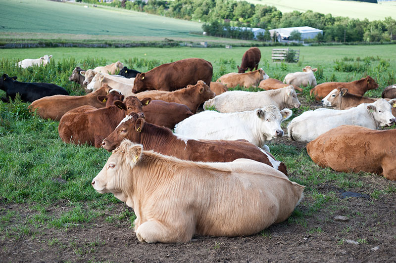 animals
