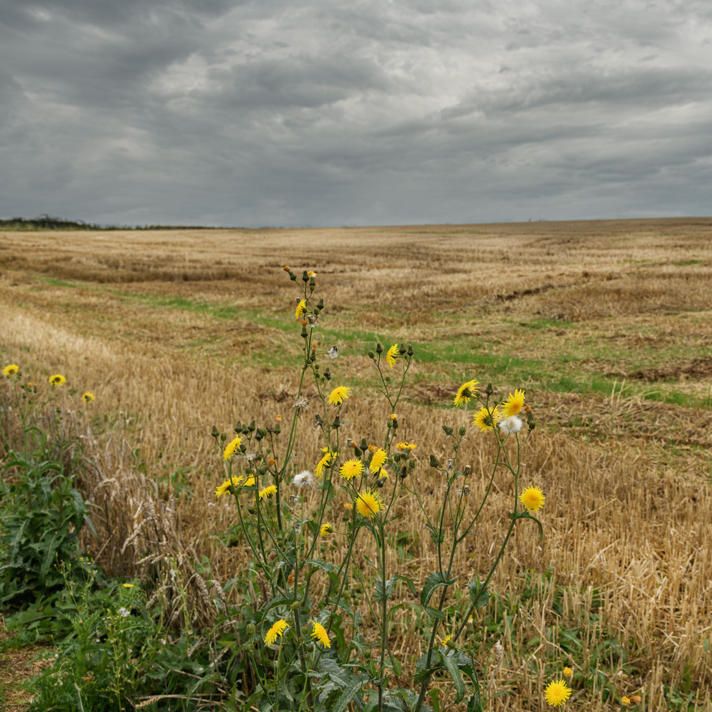 11th - Field Margin