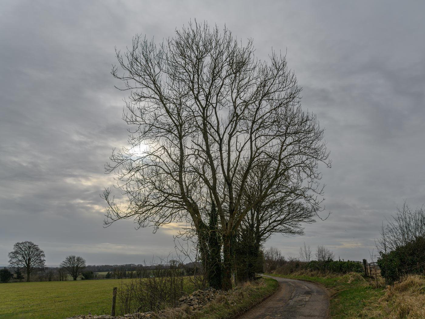 20th - Winter Trees