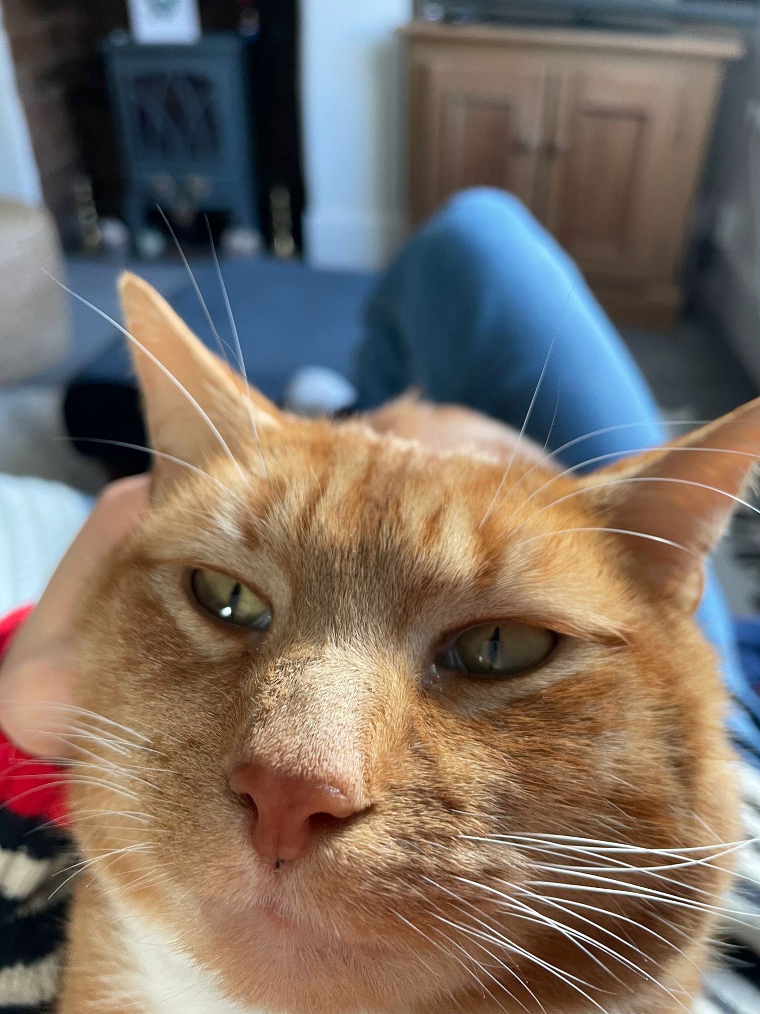 PAD Extra - Helloooo Hooman!