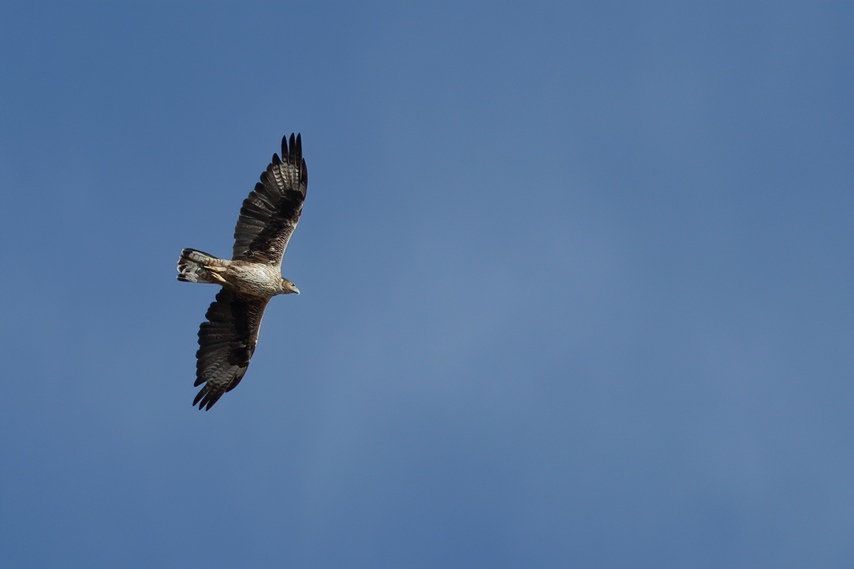 Bonellis Eagle  ( Aquila fasciata)