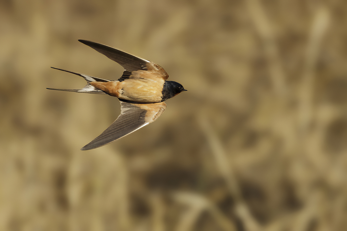 Barn Swallow (Hirundo rustica transitiva) 