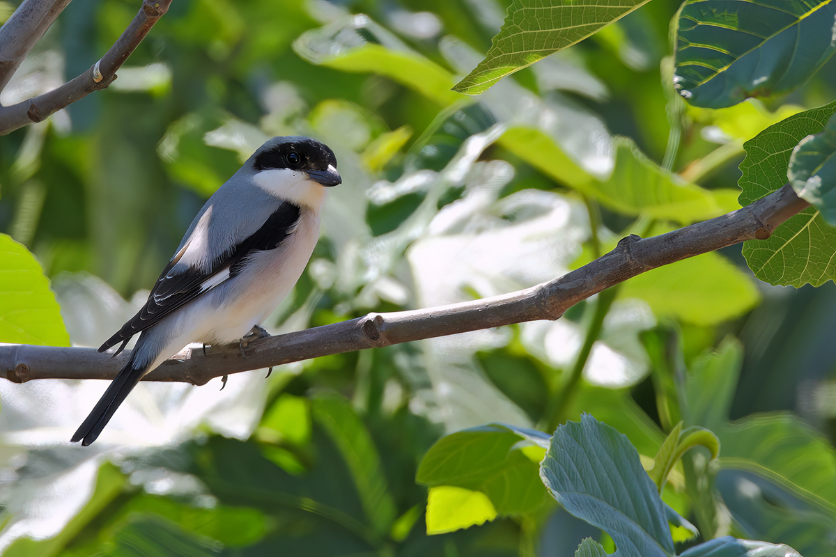 Lesser Grey shrike (Lanius minor)