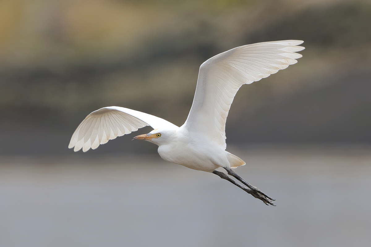 Cattle Egret (Bubulcus ibis)