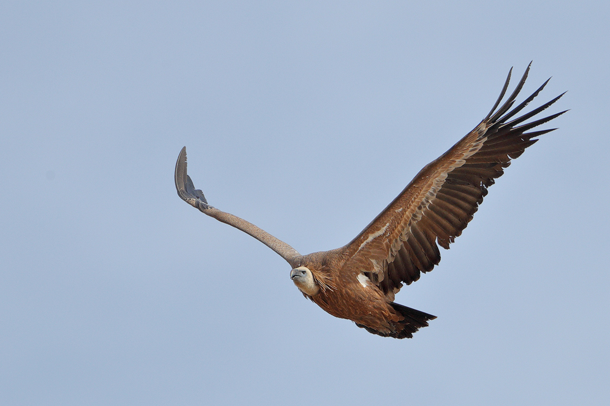 Griffon Vulture (Gyps fulvus)