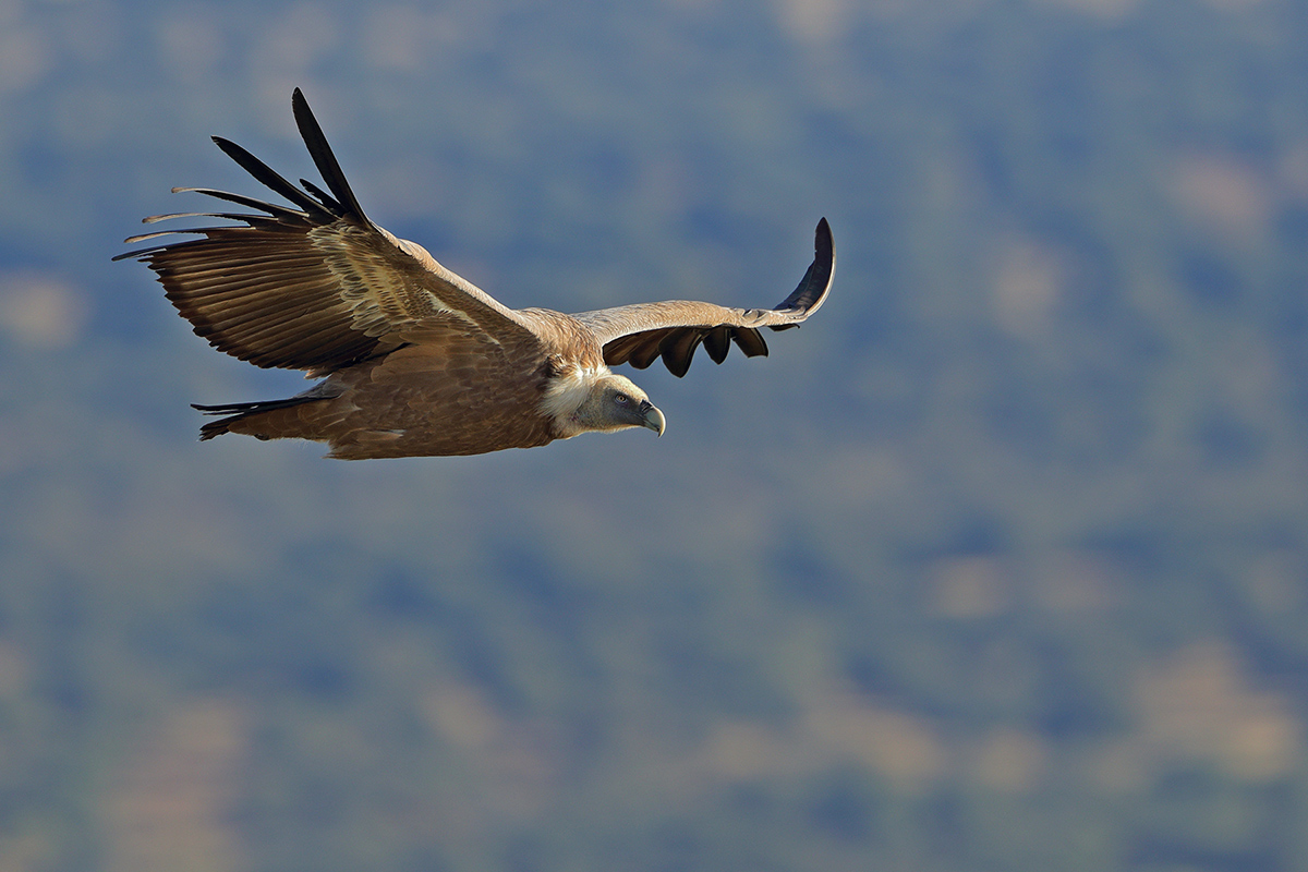 Griffon Vulture (Gyps fulvus)