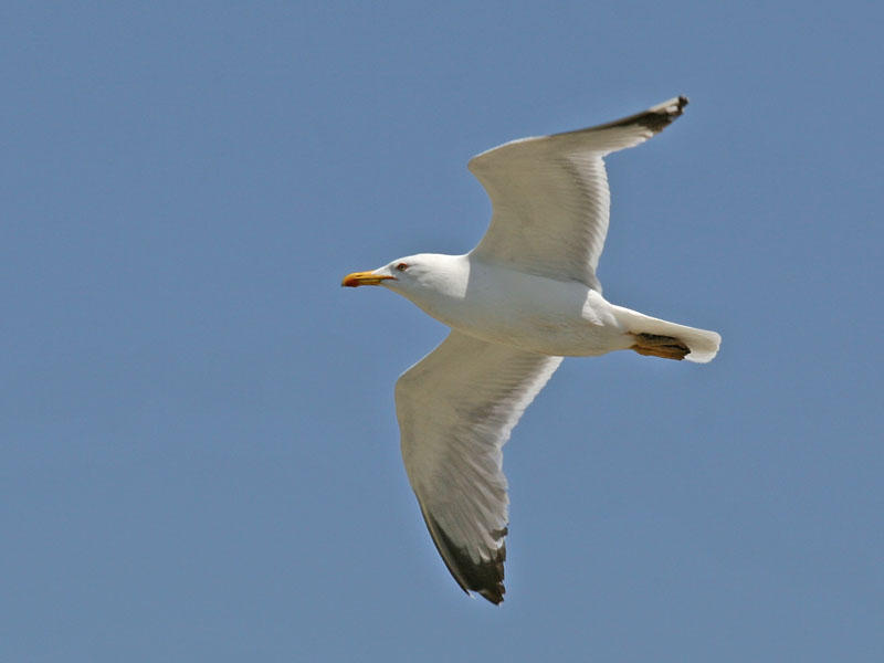 Yellow-legged Gull - (Larus michahellis ssp. michahellis)