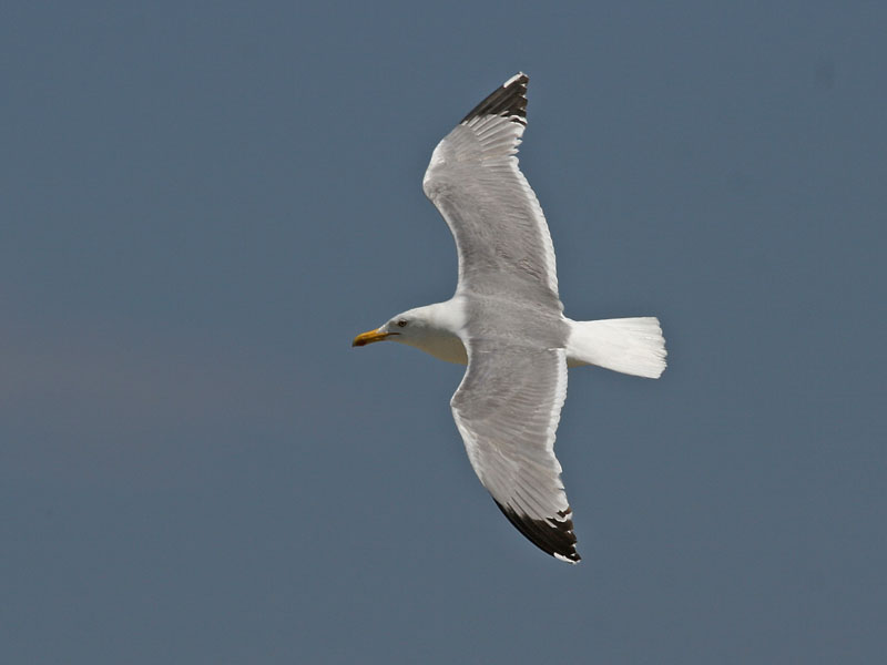 Yellow-legged Gull - (Larus michahellis ssp. michahellis)