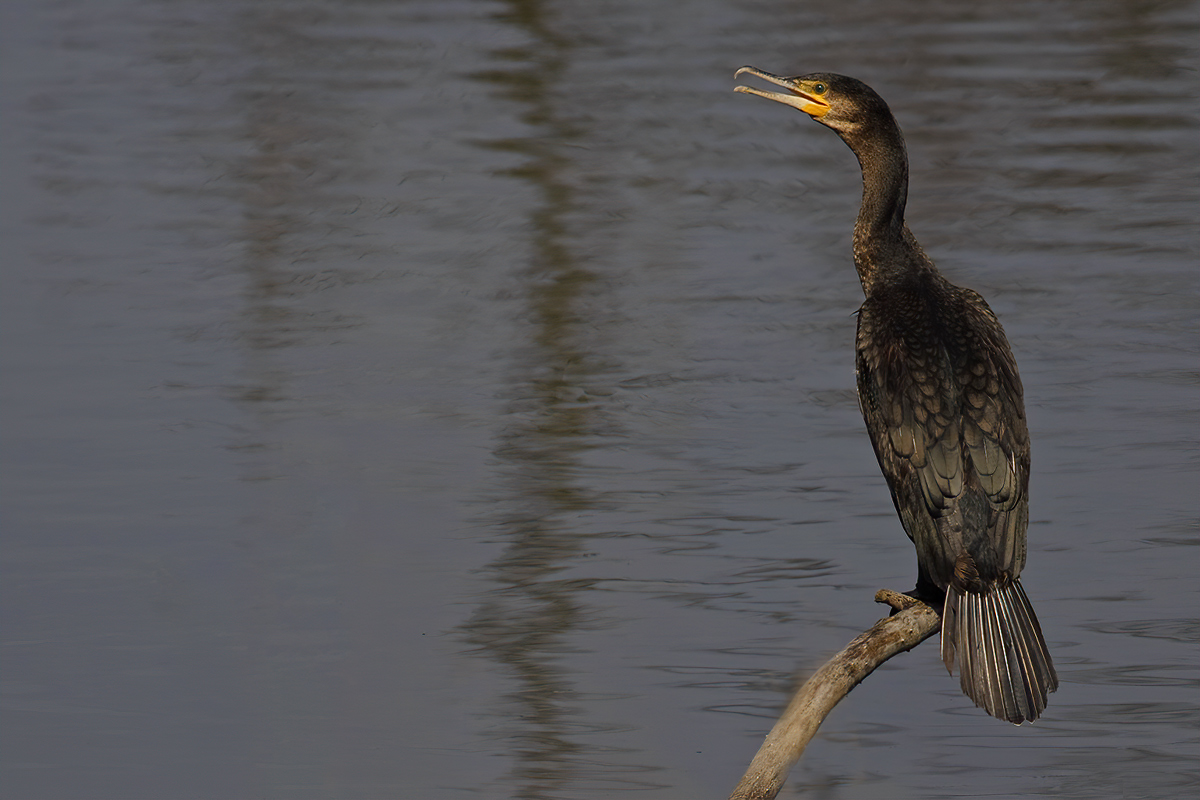 Great Cormorant (Phalacrocorax carbo) 