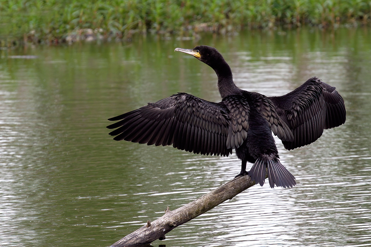 Great Cormorant (Phalacrocorax carbo) 