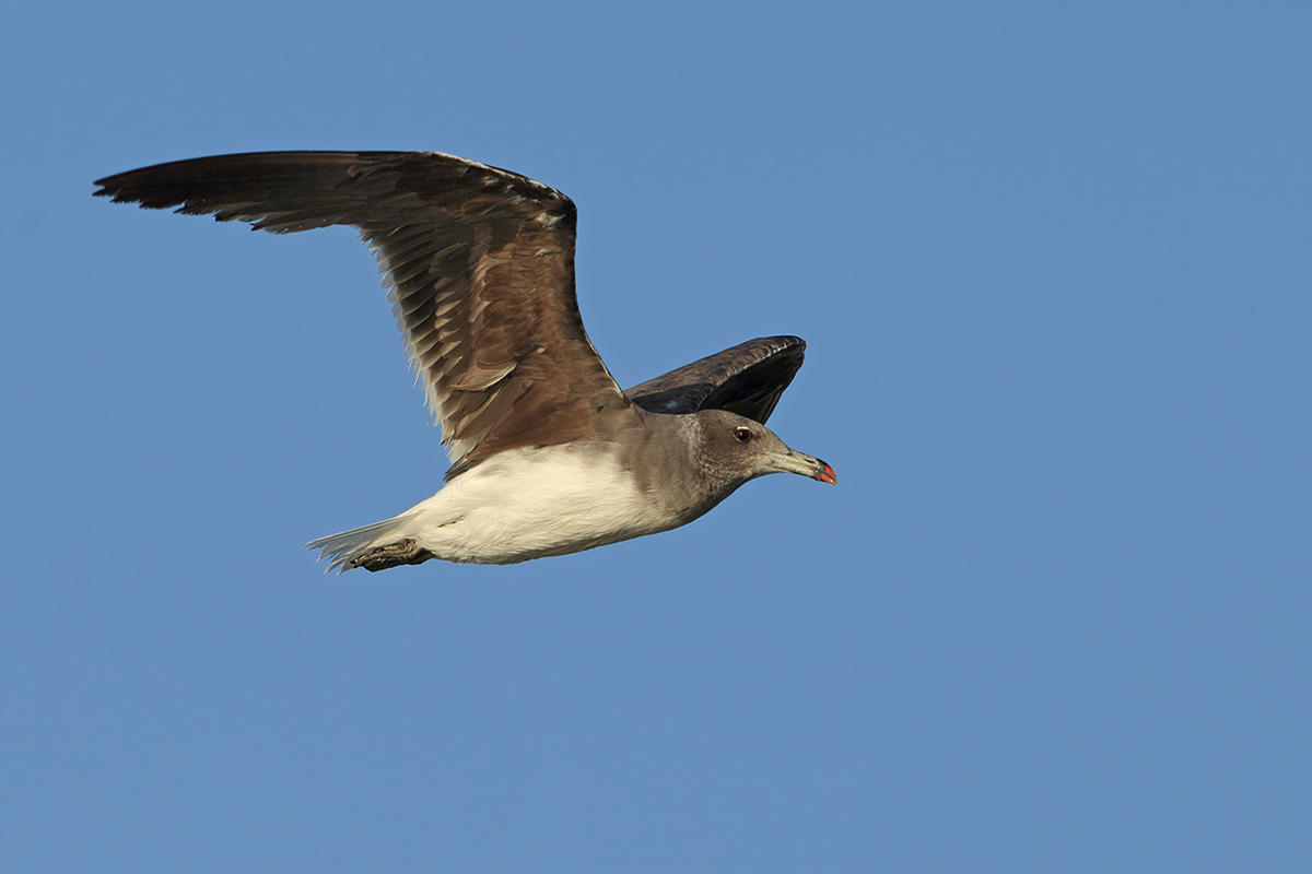 Sooty Gull (Larus hemprichii) 