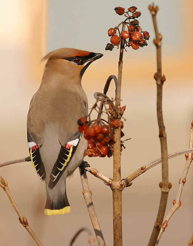 Bohemian Waxwing (Bombycilla garrulus)
