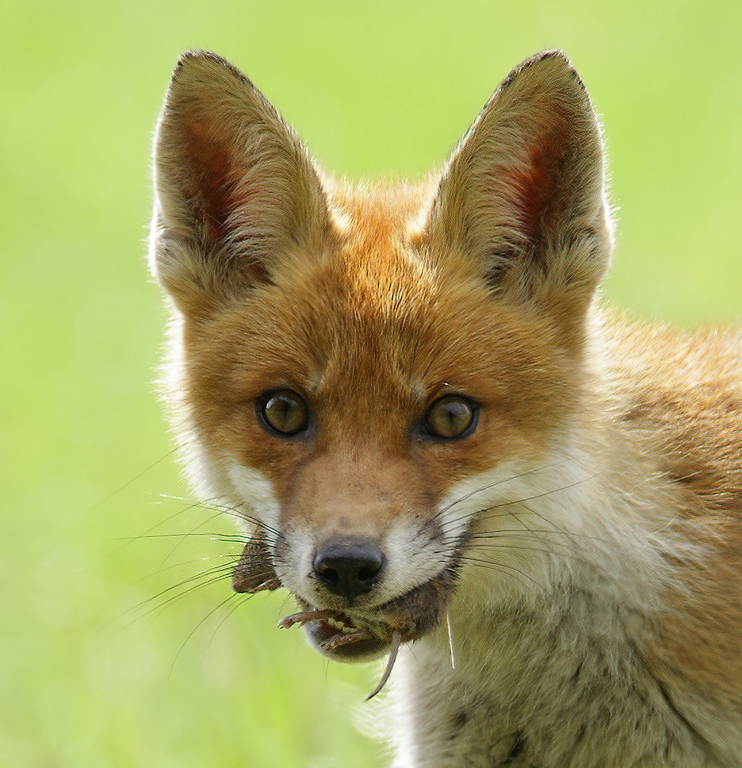 Eurasian Red Fox -  (Vulpes vulpes crucigera)