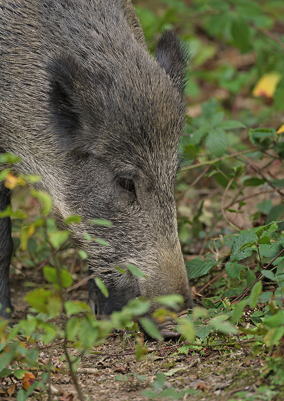Wild boar  (Sus scrofa)