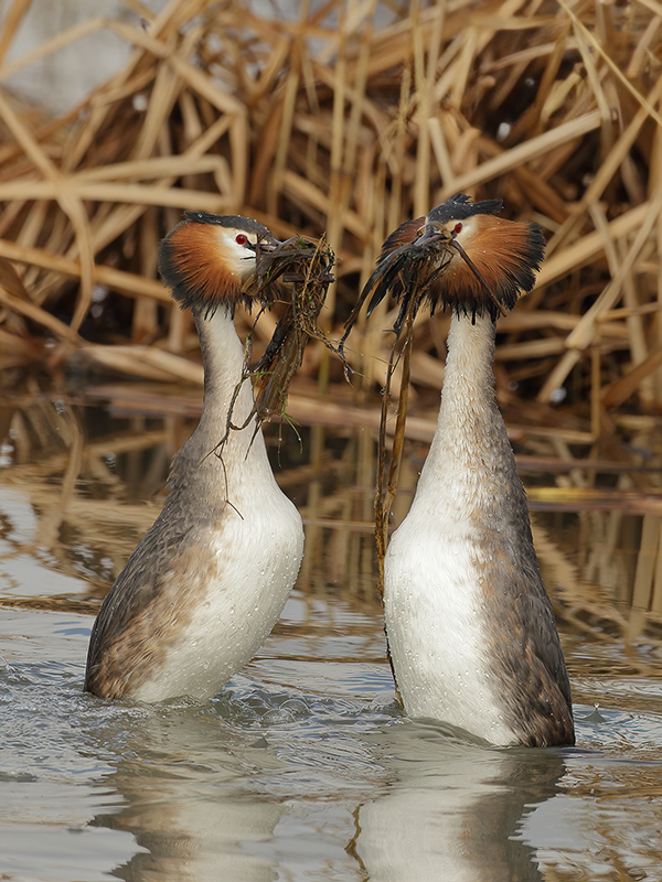 Great Crested Grebe (Podiceps cristatus)