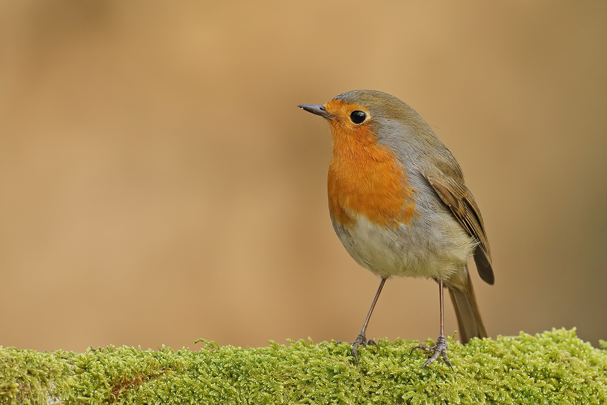 European Robin (Erithacus rubecula)