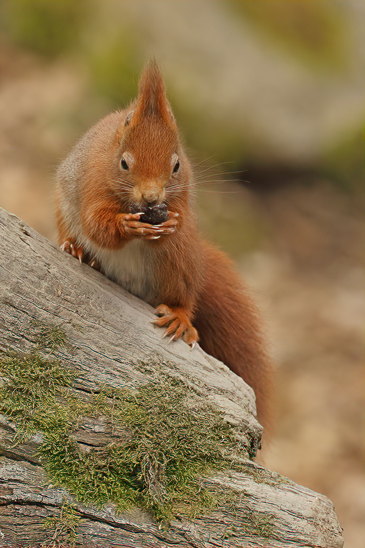 Eurasian Red Squirrel (Sciurus vulgaris)