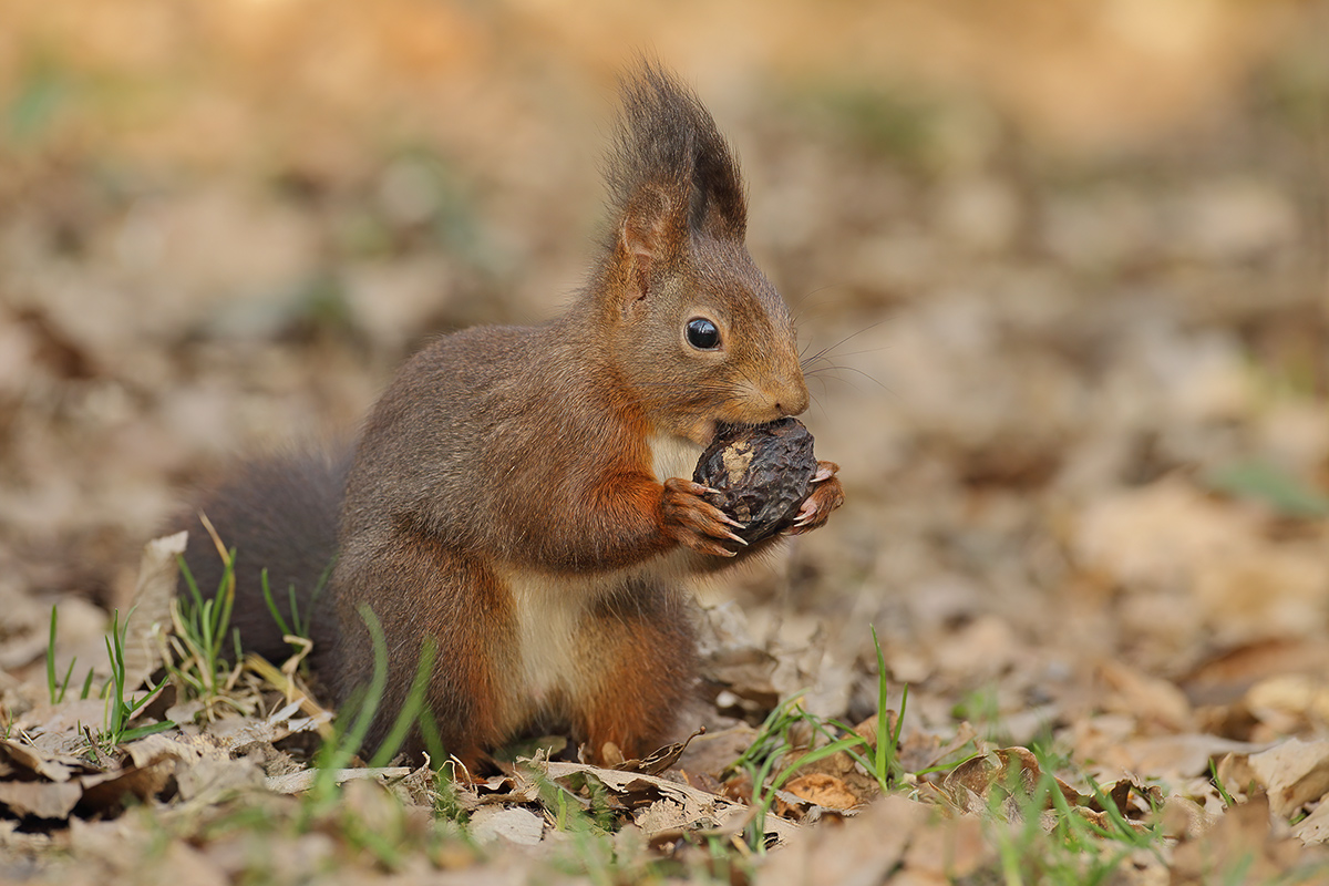 Eurasian Red Squirrel (Sciurus vulgaris)