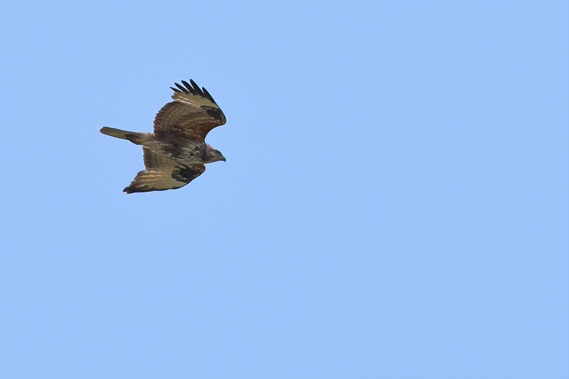 Common Buzzard (Buteo buteo) 