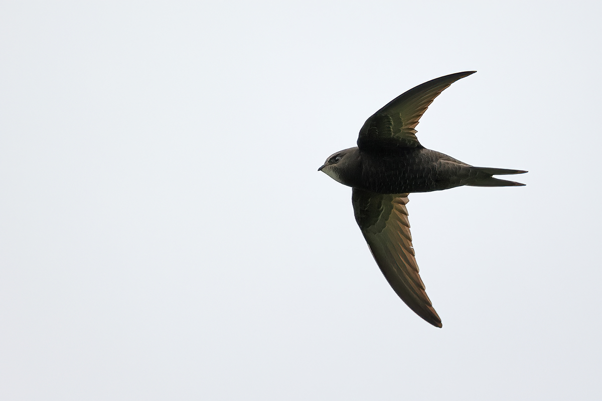 Common Swift (Apus apus)