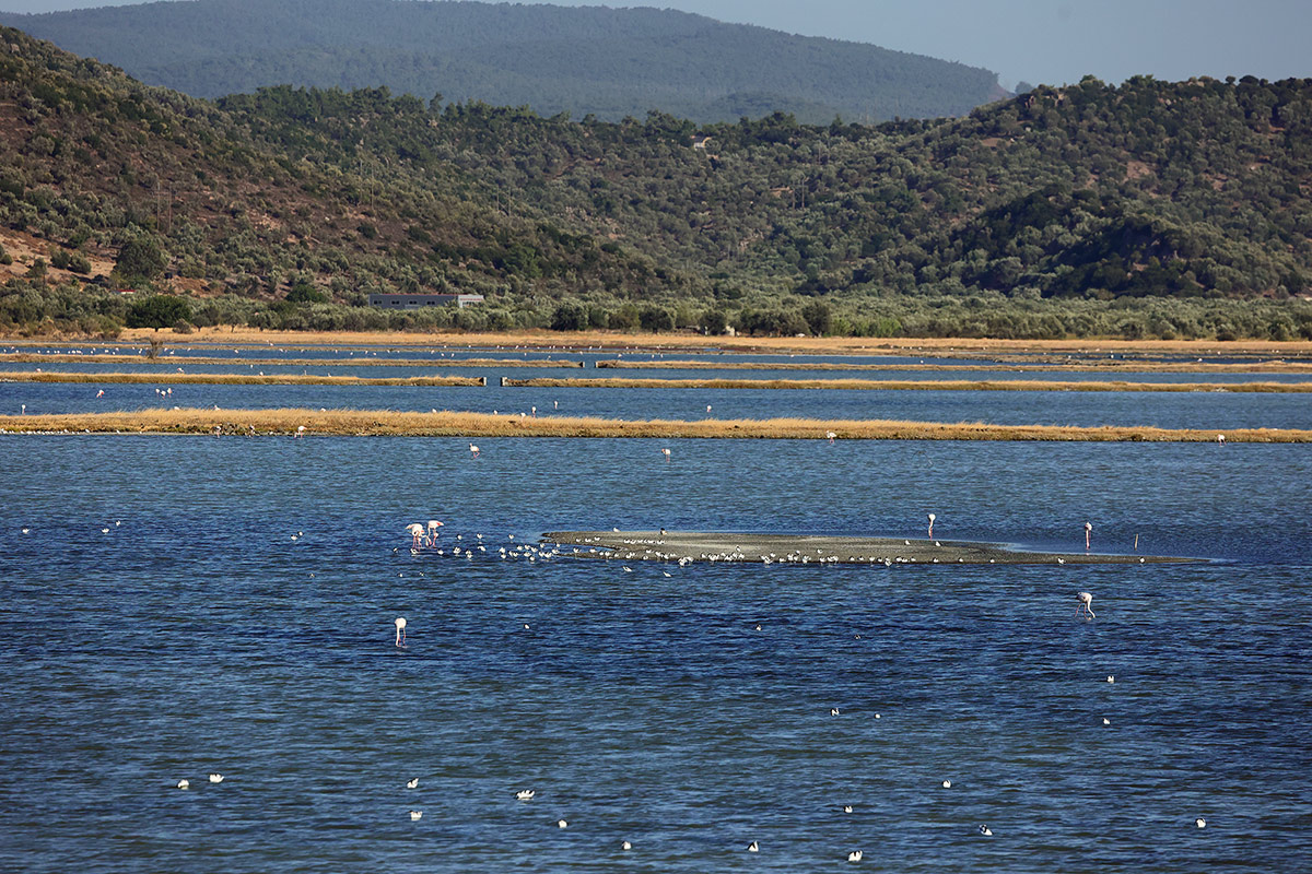 View from the west to the saltpans at Kalloni