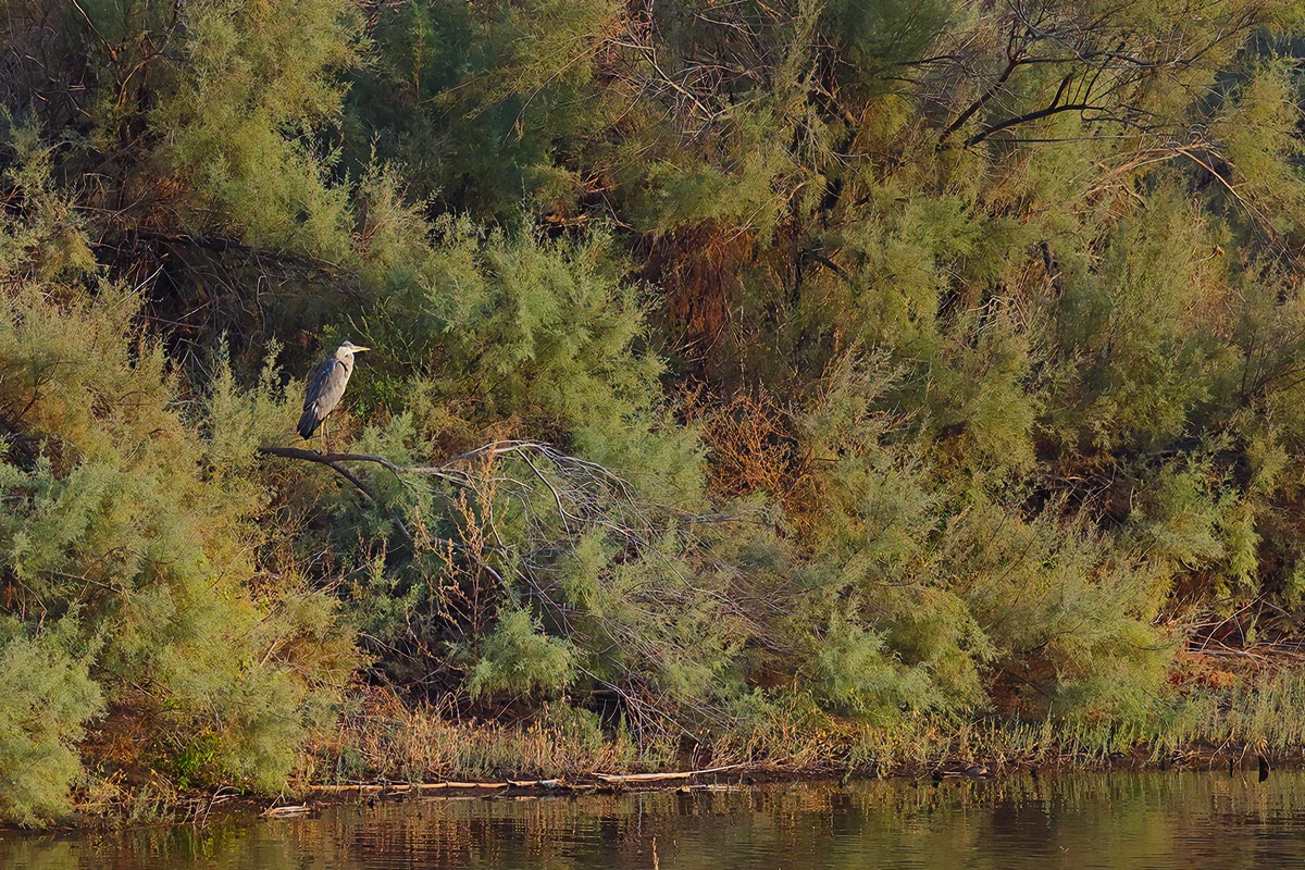 Grey Heron (Ardea cinerea)