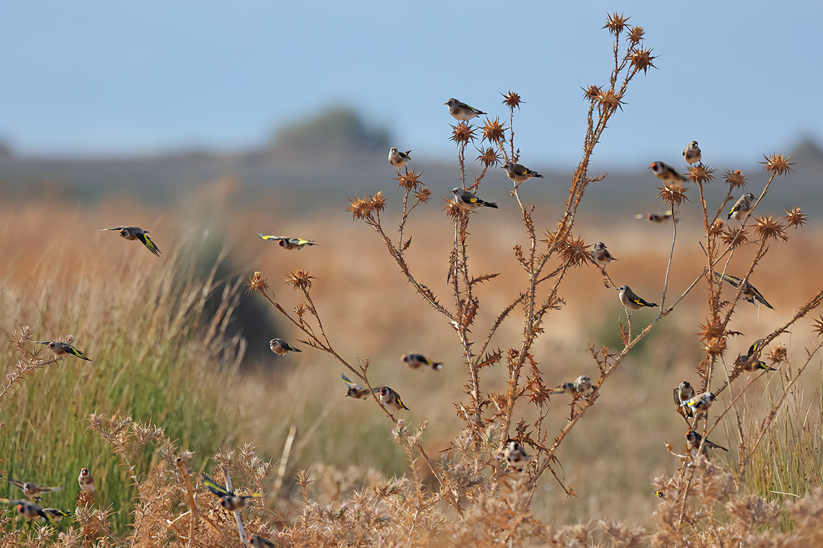 European Goldfinch (Carduelis carduelis) 