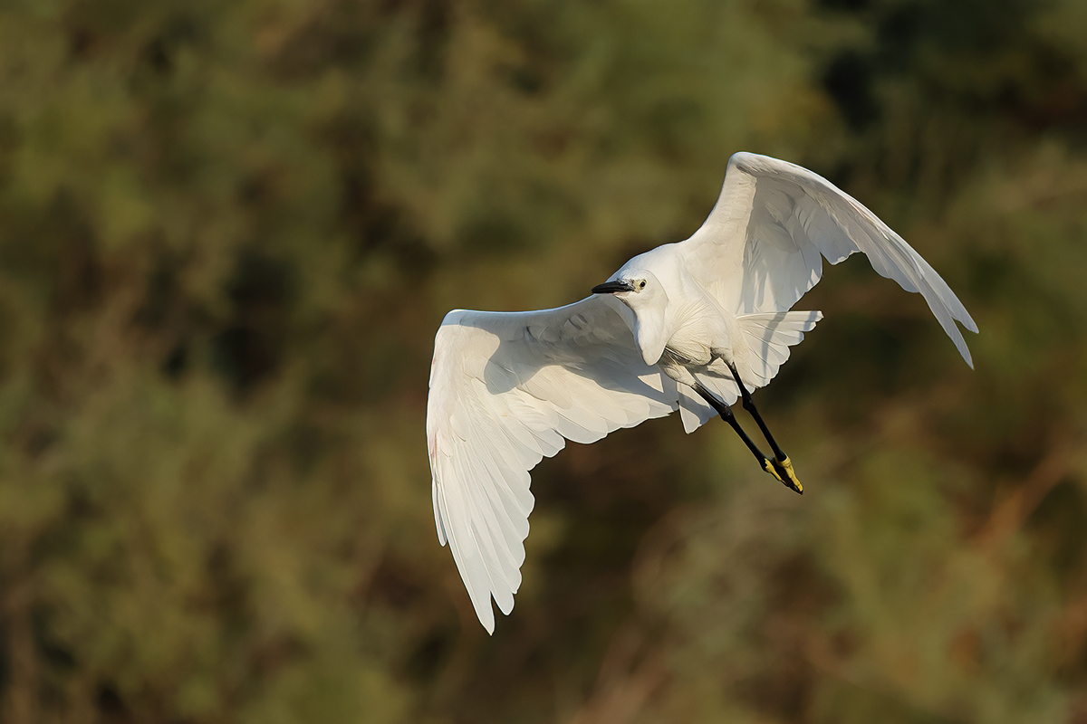 Little Egret (Egretta garzetta)