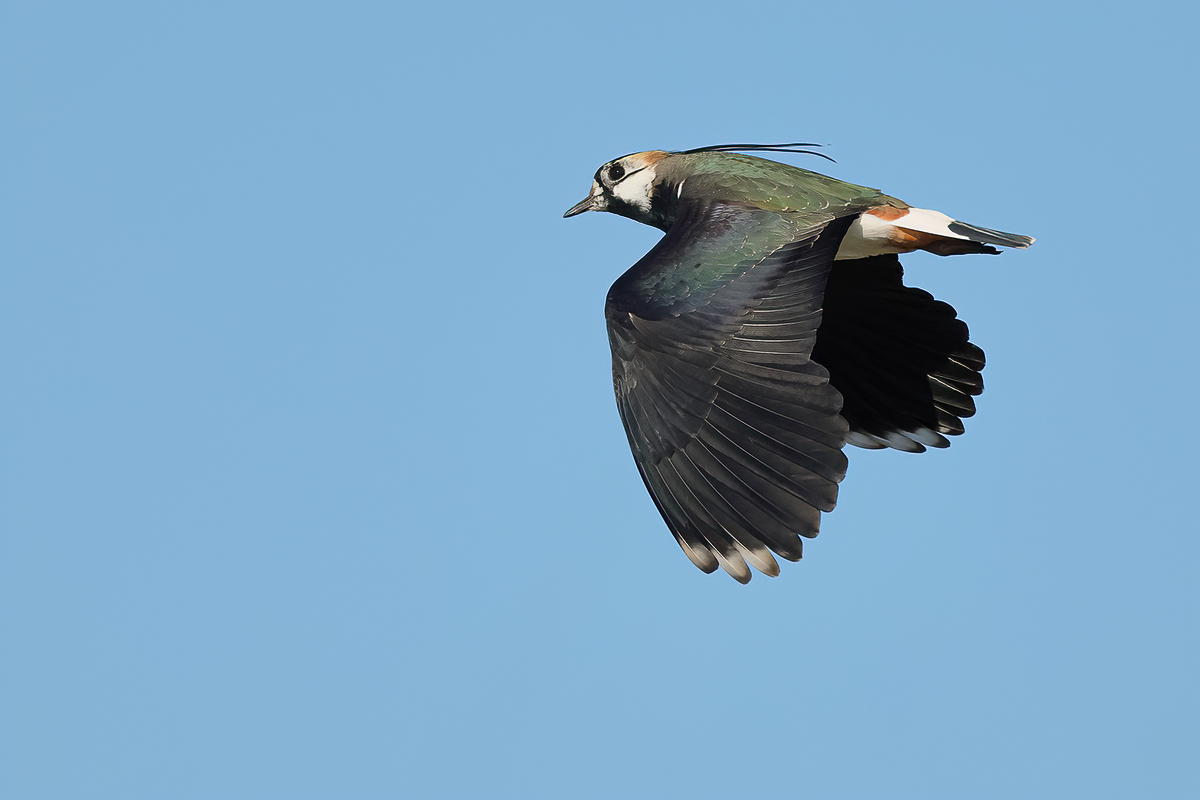 Northern Lapwing (Vanellus vanellus)