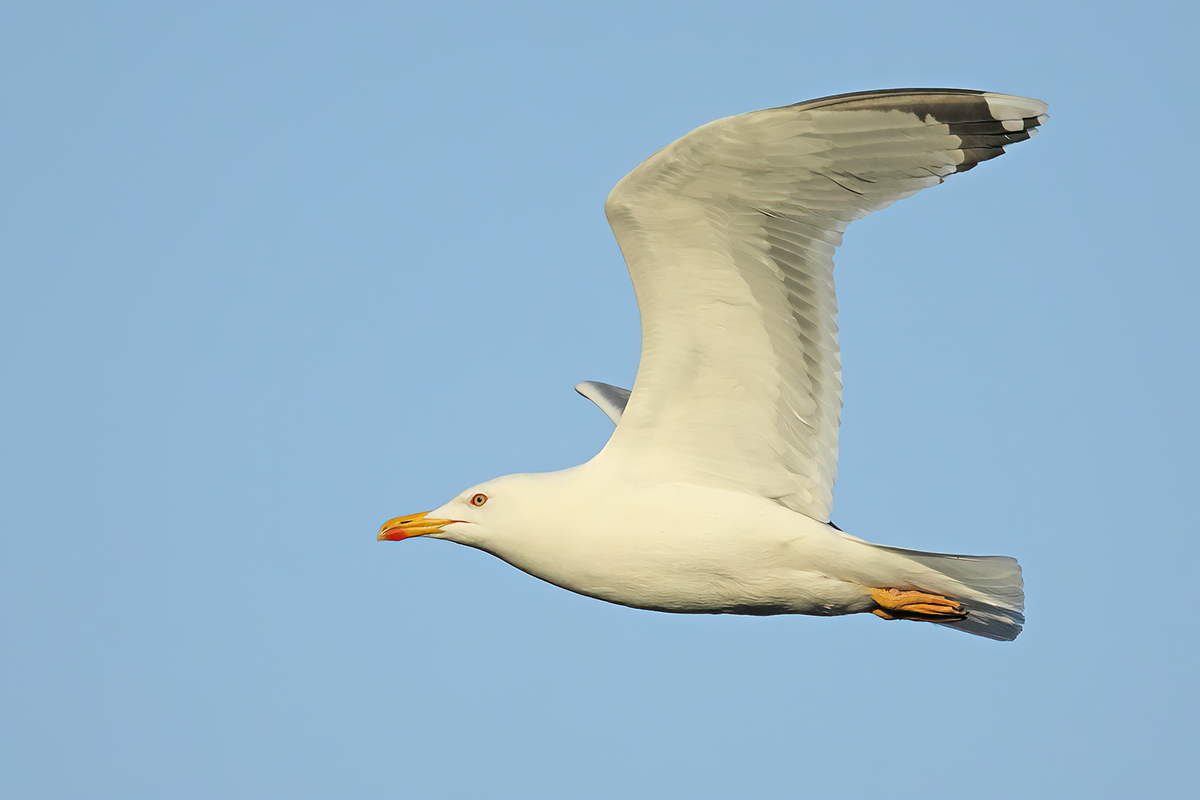 Yellow-legged Gull - (Larus michahellis ssp. michahellis)