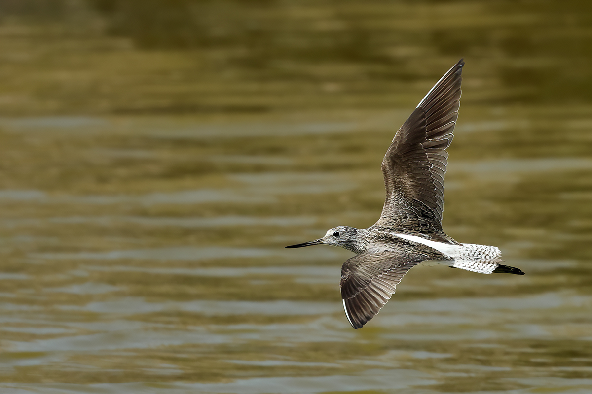 Common Greenshank (Tringa nebularia) 