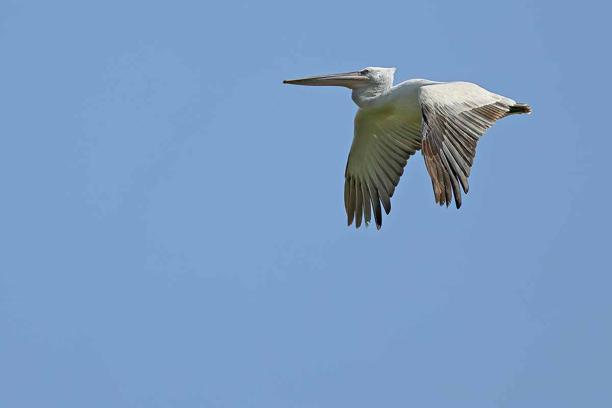 Dalmatian pelican (Pelecanus crispus)