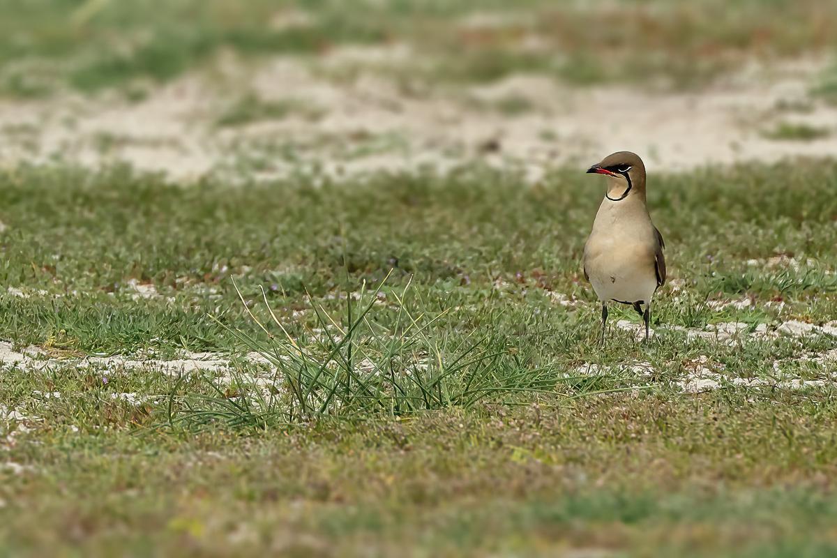 Collared pratincole (Glareola pratincola)