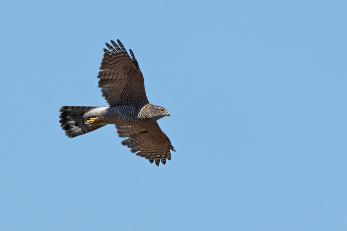 Northern Goshawk (Accipiter gentilis)