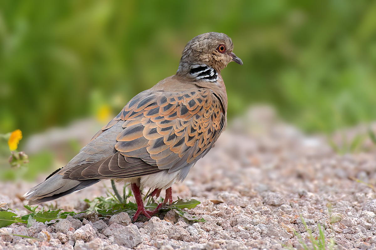 European Turtle Dove (Streptopelia turtur)