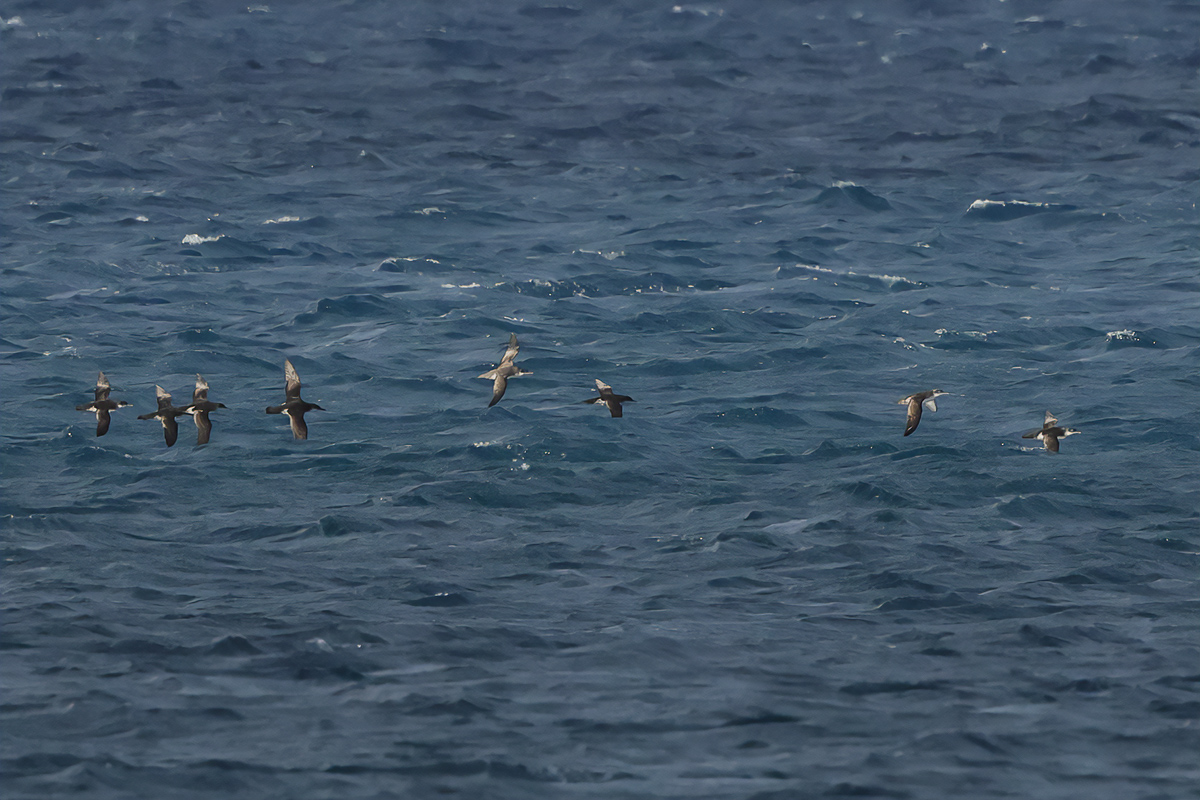 Yelkouan Shearwater - (Puffinus yelkouan)